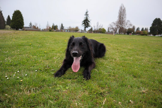 Border Collie Golden Retriever dog mix in park playing fetch