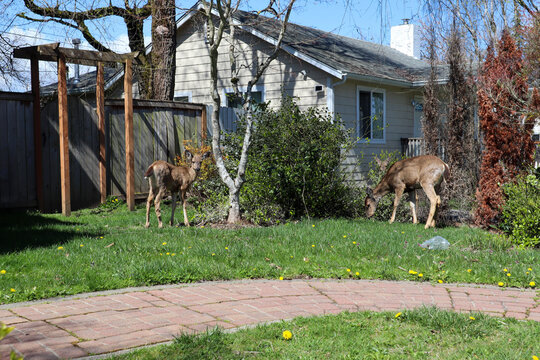 Family of deer in yard in Tacoma, Washington