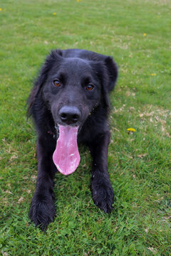 Border Collie Golden Retriever dog mix in park playing fetch