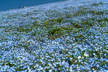 鮮やかなネモフィラの丘