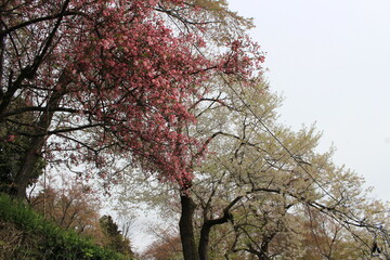 山形県烏帽子山八幡宮・桜の咲く参道