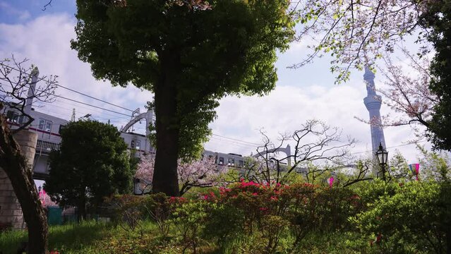 Spring in Tokyo Japan, Establishing Shot with Train, Sakura and Skytree