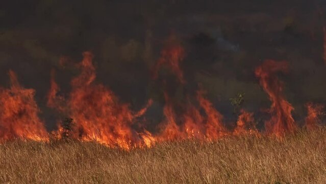 The moment when the intensity of the flames seen burning all the dry brown grass towards the camera, controlled or prescribed burning, Thailand.