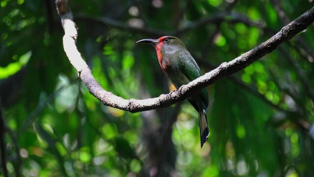 Seen perched on a vine as the camera zooms out while looking around, Red-bearded Bee-eater Nyctyornis amictus, Thailand