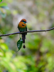 Broad-billed Motmot portrait on tree branch in Costa Rica