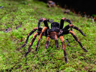 Costa Rican Red Leg Tarantula on mossy rock