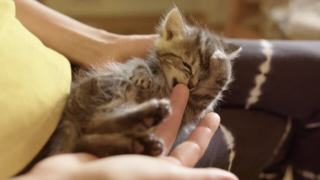 Incredibly cute tiny kitten in lap of owner playfully bites her finger