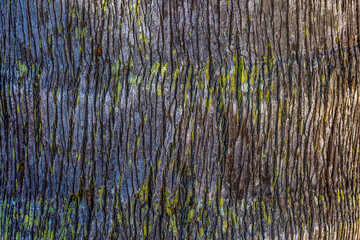 Tree bark texture in high definition for 3d and graphic design use