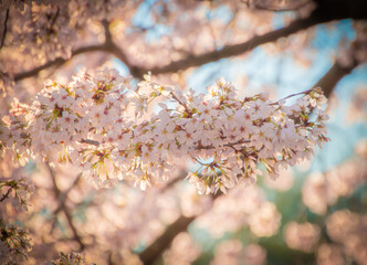 Cherry Blossoms