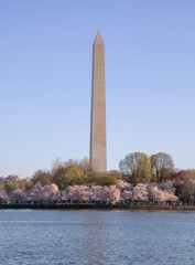 Washington Monument in Cherry Blossoms