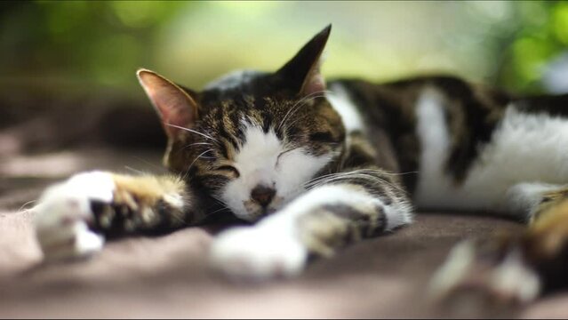 木漏れ日の中でうたた寝するキジ猫