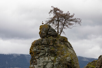 Fototapeta premium A Canada goose surveys its surroundings atop a rock on the Stanley Park seawall in Vancouver, British Columbia.