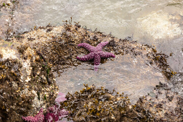 A purple sea star, also known as anochre sea star or ochre starfish, is seen in English Bay off Stanley Park in Vancouver, Canada. The sea star is an important indicator for marine health