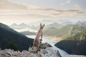 Red dog in the mountains, hiking with a pet. American hairless terrier in nature on sunset. 