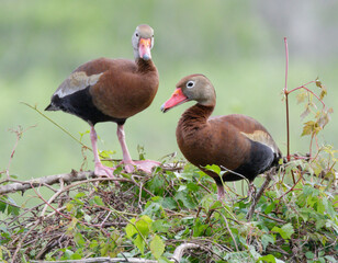 Black-bellied whistling ducks (Dendrocygna autumnalis) pair in a tree top, Brazos Bend State Park,...
