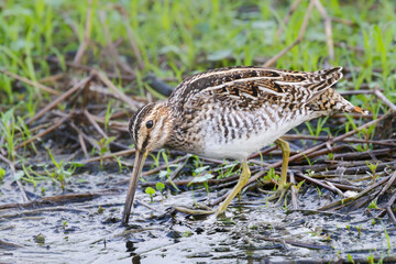 Wilson's snipe (Gallinago delicata) searching food in a forest swamp, Brazos Bend State Park, Texas, USA.