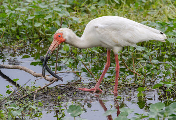 American white ibis (Eudocimus albus) caught a lesser siren (Siren intermedia) in a swamp, Brazos...