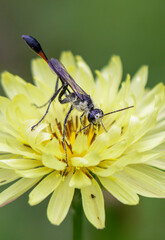 Ammophila wasp covered by pollen feeding on a flower, Brazos Bend State Park, Texas, USA.