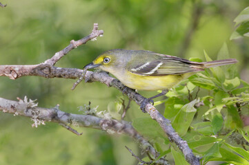 White-eyed vireo (Vireo griseus) with a geometrid caterpillar in the beak during spring migration, Galveston, Texas, USA.