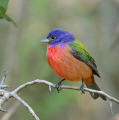 Painted bunting (Passerina ciris) on stopover during spring migration in Galveston, Texas, USA.