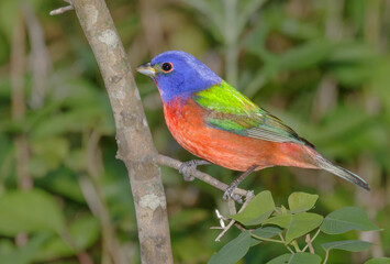 Painted bunting (Passerina ciris) on stopover during spring migration in Galveston, Texas, USA.