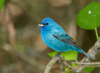 Indigo bunting (Passerina cyanea) male during spring migration in Galveston, Texas, USA.