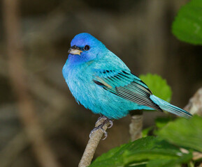Indigo bunting (Passerina cyanea) male during spring migration in Galveston, Texas, USA.