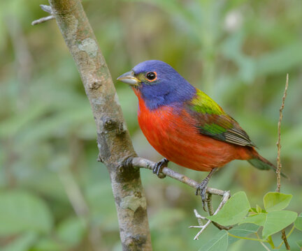Painted bunting (Passerina ciris) on stopover during spring migration in Galveston, Texas, USA.