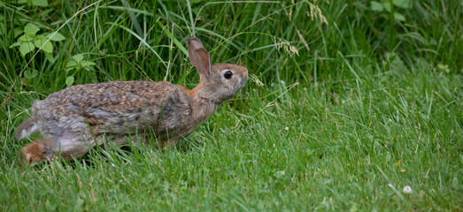 Nature's Cutest Lawnmower: A Cottontail Rabbit Grazing in the Grass.  Wildlife Photography. 