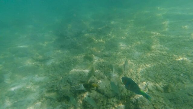 Underwater snorkeling footage following colorful parrot fish