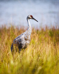 Sandhill Crane © Cody Taylor Images