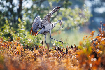 Sandhill Crane