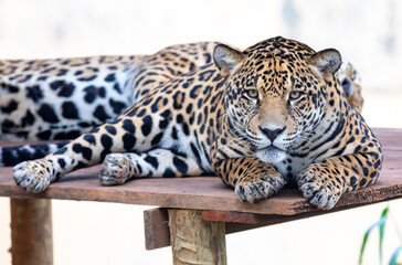 South American jaguar (Panthera onca). Tropical feline