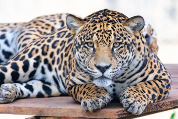 Obraz premium South American jaguar (Panthera onca). Tropical feline