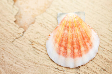 Close up of small colorful shell with shallow depth of field