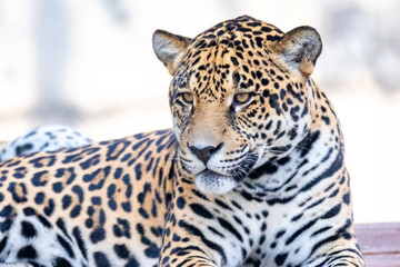 South American jaguar (Panthera onca). Tropical feline