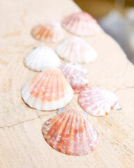 Close up of small colorful shells with shallow depth of field