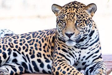 Fototapeta na wymiar South American jaguar (Panthera onca). Tropical feline