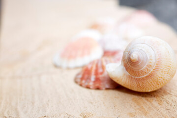 Close up of small colorful shells with shallow depth of field