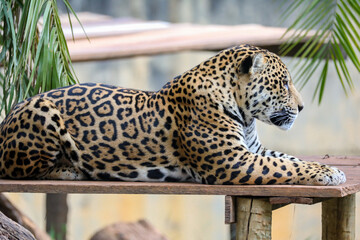 South American jaguar (Panthera onca). Tropical feline