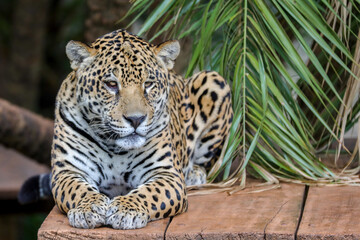 South American jaguar (Panthera onca). Tropical feline © Adilson