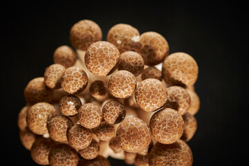 Beech mushroom on black background	