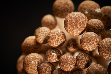 Beech mushroom on black background	