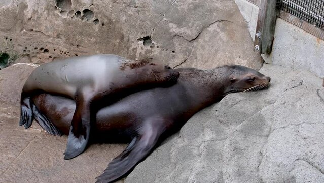 Family of northern fur seal Callorhinus ursinus eared Otariidae on stone rocks of coast in wild nature with with sound. Concept of marine pinniped predatory animals. High quality 4k footage