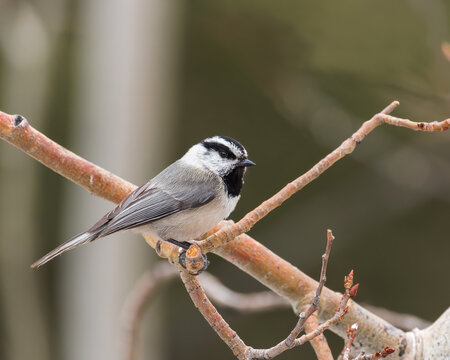 A Mountain Chickadee perches in Wyoming.