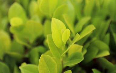 A lush tropical forest teeming with green foliage, vibrant flowers, and exotic plants. A symbol of life, vitality, growth, and harmony with nature. The rich environment provides nourishment 