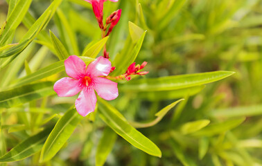 A lush tropical forest teeming with green foliage, vibrant flowers, and exotic plants. A symbol of life, vitality, growth, and harmony with nature. The rich environment provides nourishment 