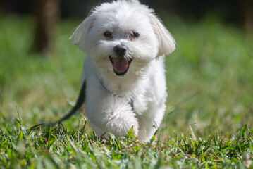 Malts dog running over the grass in a city square.