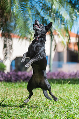 a black female mongrel dog jumping for her toy in a square in the city center