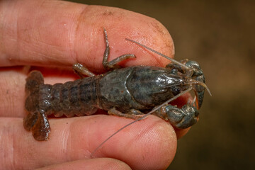 Top view of a Crayfish or Crawdad found in a creek. Raleigh, North Carolina.
